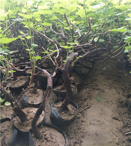 浪漫红颜葡萄苗管理技术,浪漫红颜葡萄苗多少钱一株