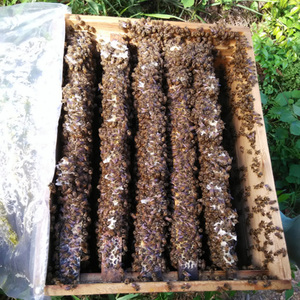 怎样让蜜蜂快速分群分蜂,蜜蜂如何帮它分家