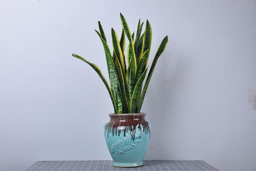 什么样的绿植适合家里养,家里适合养的大绿植有哪些