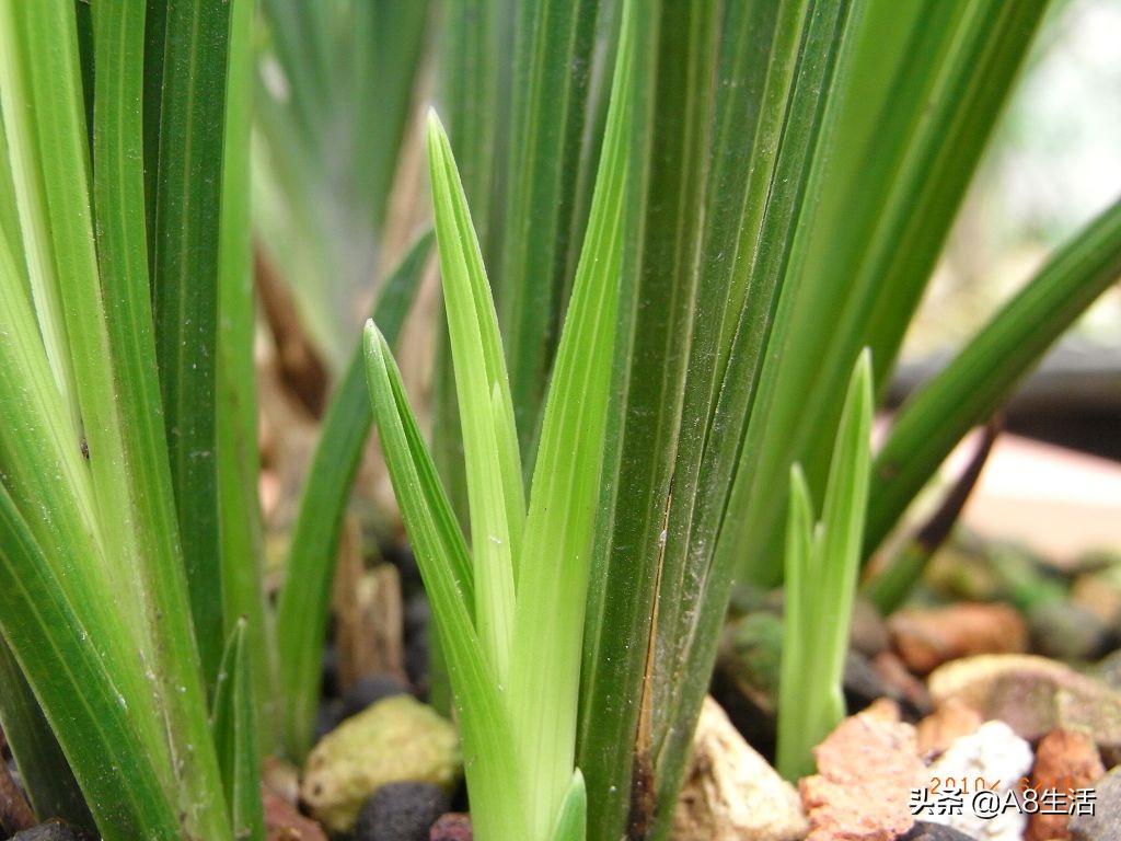 兰花蕙兰十大名品,蕙兰名品大全欣赏