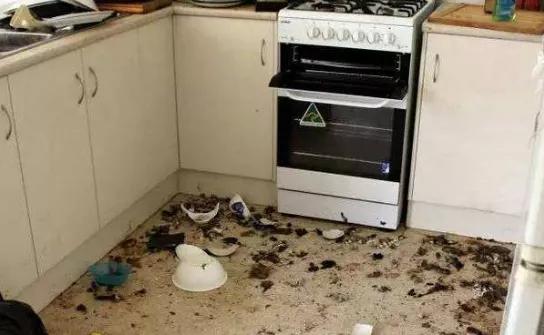 拖把家用一拖净干湿两用强力去污,平板拖把干湿两用强力去污大号