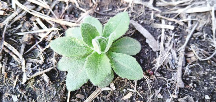 清明植物图鉴,清明时有什么植物和动物