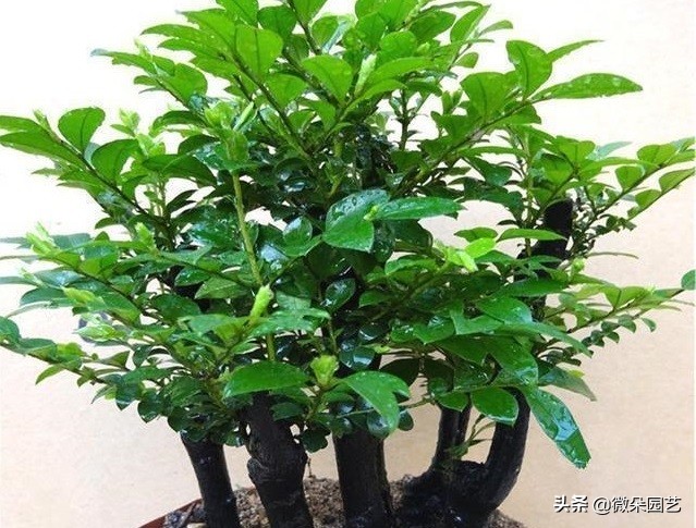 小叶紫檀盆栽的养护方法,小叶紫檀盆栽怎么养得好