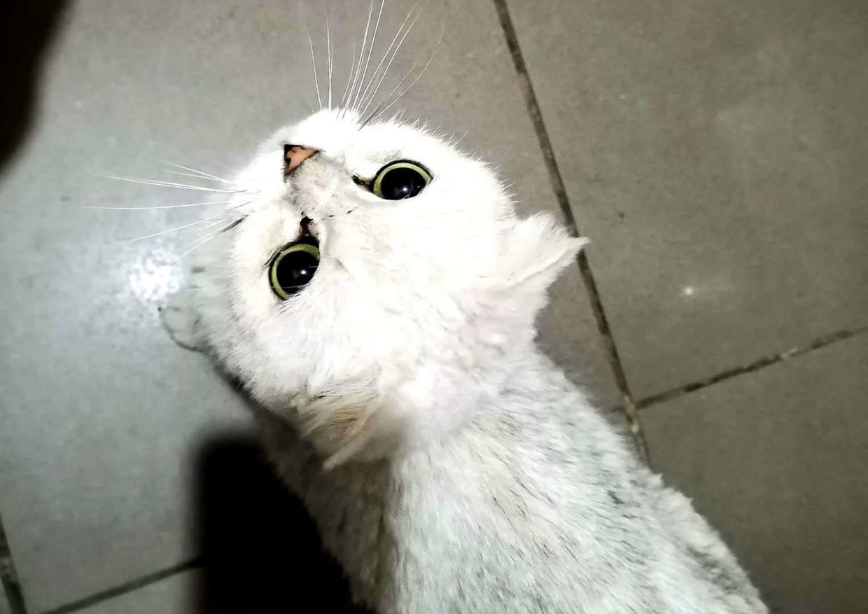 我家门口来只猫一直不走,一只猫来我家不走了怎么办