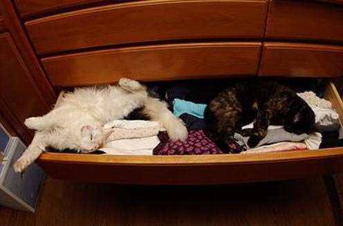 下班回家突然发现猫不见了,下班回家发现猫咪没精神