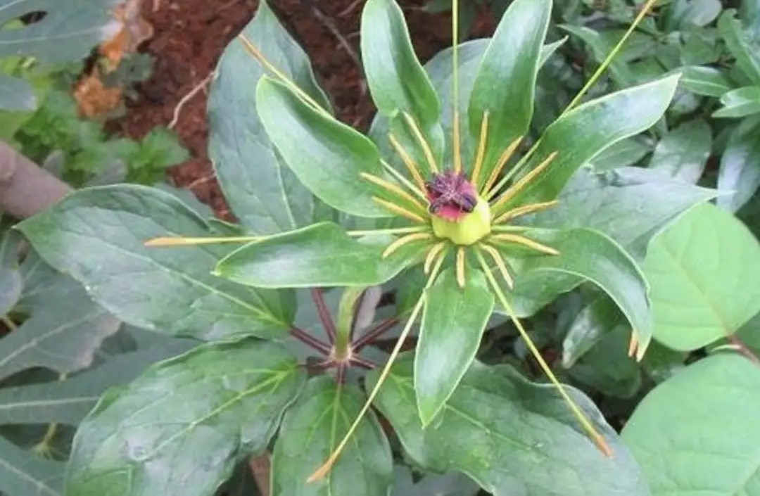 热带雨林最珍贵的植物,七叶一枝花濒危植物