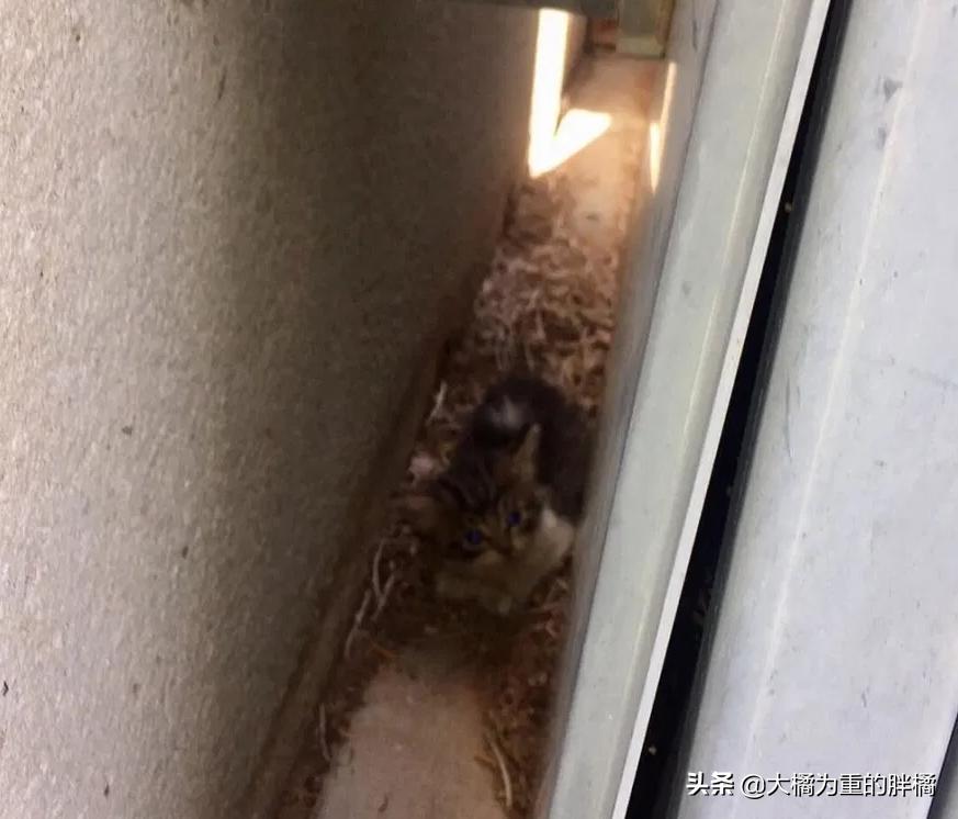 母猫离家出走留下小猫,母猫挪窝落下小猫