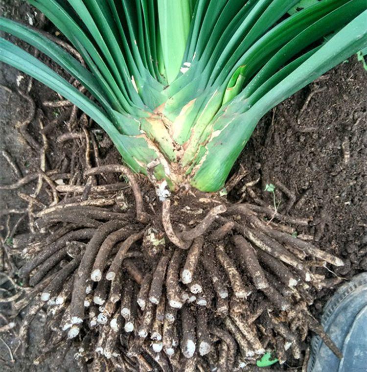 君子兰烂根换盆后怎样才能快生长,烂根的君子兰换盆后多久服盆