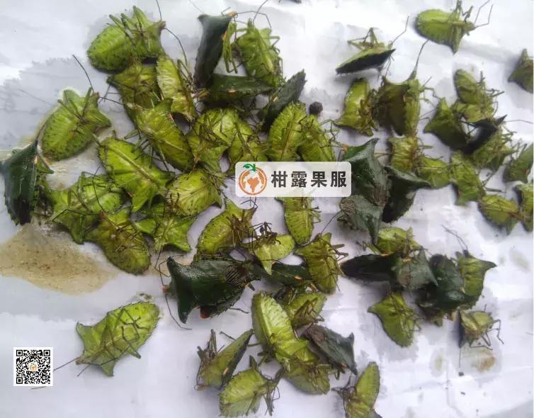 柑橘的常见病虫害和预防方法,柑橘新叶卷曲是什么虫害如何防治