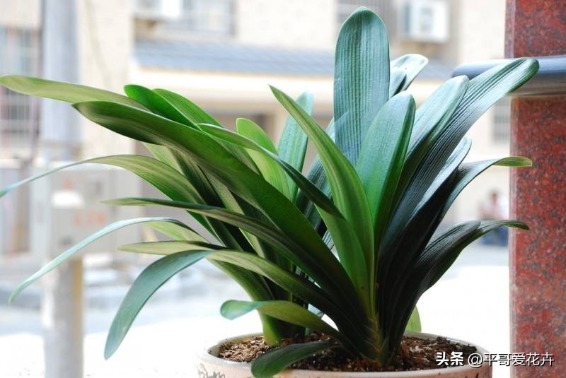 君子兰花怎样换盆最好,君子兰花谢后怎么养才能更旺盛