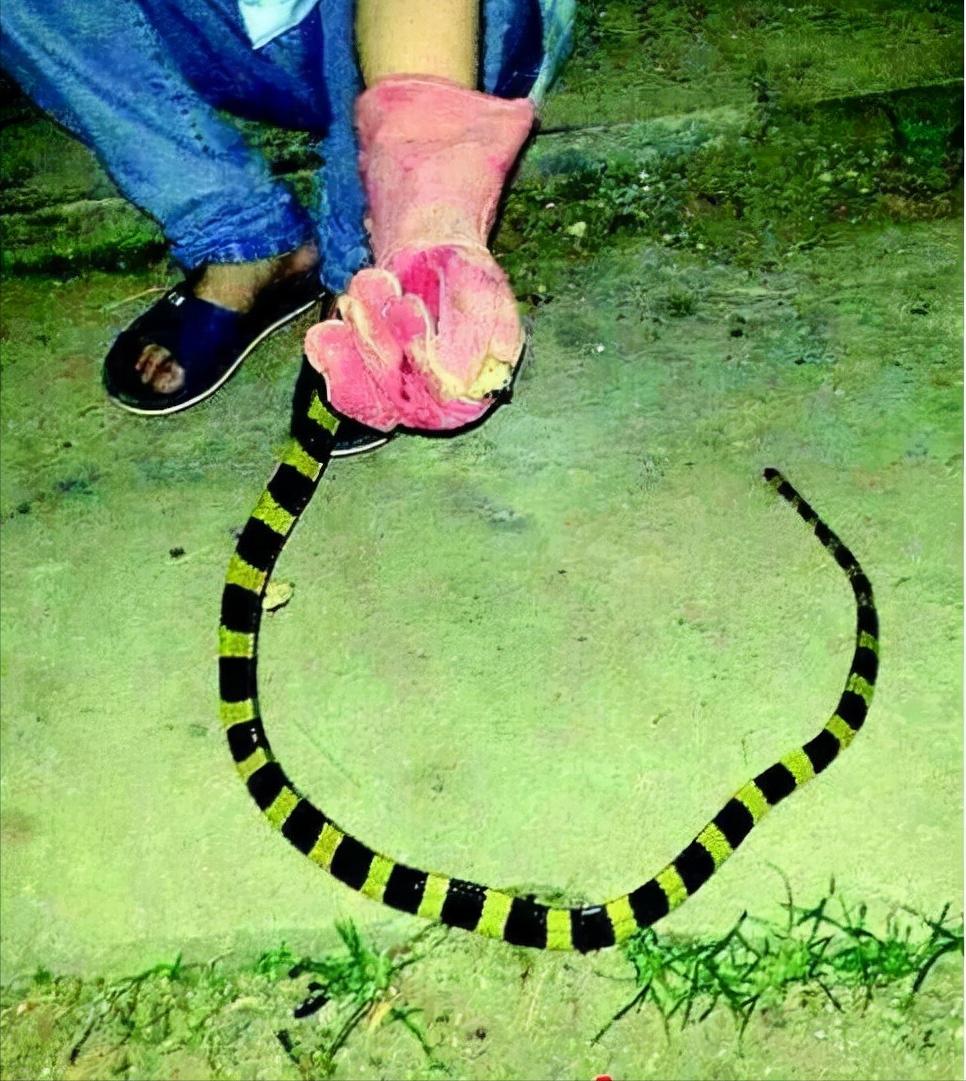 金环蛇的危险,最吓人的金环蛇