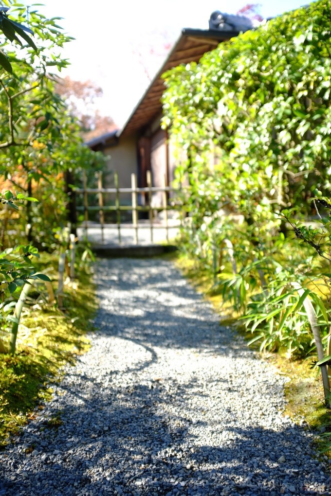 京都赏枫2022,京都赏枫必去景点有哪些好玩的