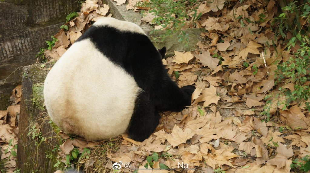 熊猫儿本人照片,熊猫儿图片
