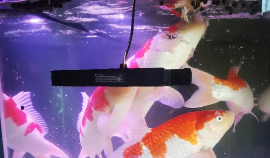 新鱼缸养淡水鱼还需要放盐吗,观赏鱼放盐多长时间换水一次