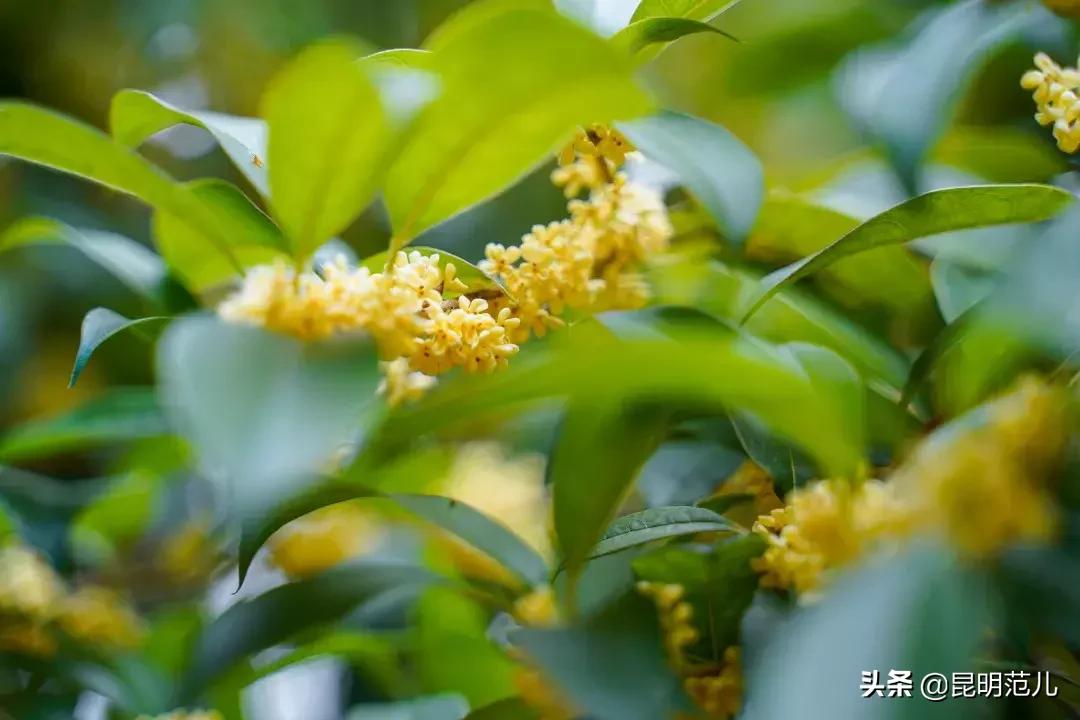 桂花落雨满园香|来黑龙潭公园感受初秋的气息
