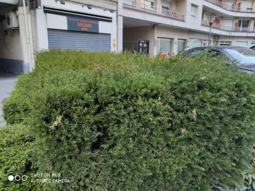 欧洲红豆杉历史,现在的红豆杉树什么样子