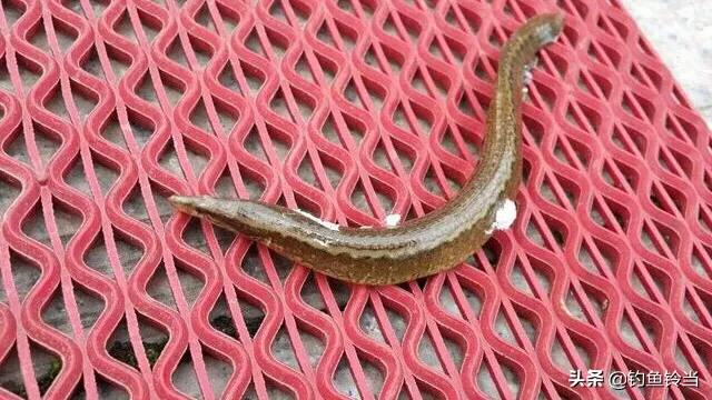 又到了最适合垂钓的季节,又到秋季了如何钓鱼