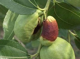 枣树细菌性穿孔病用什么杀菌剂好,一滴卡灭杀菌剂治疗枣树小叶病吗