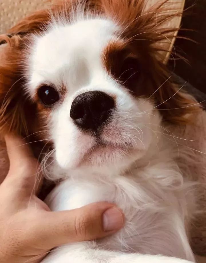 眼睛周围毛色一个白一个棕色，像船长一样