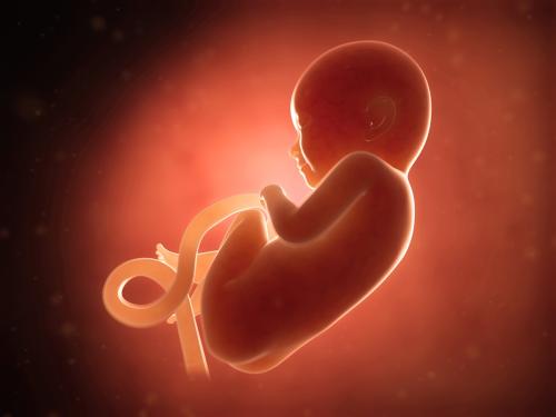 人类胚胎1到40天的发育过程,从胚胎到出生的奇妙之旅