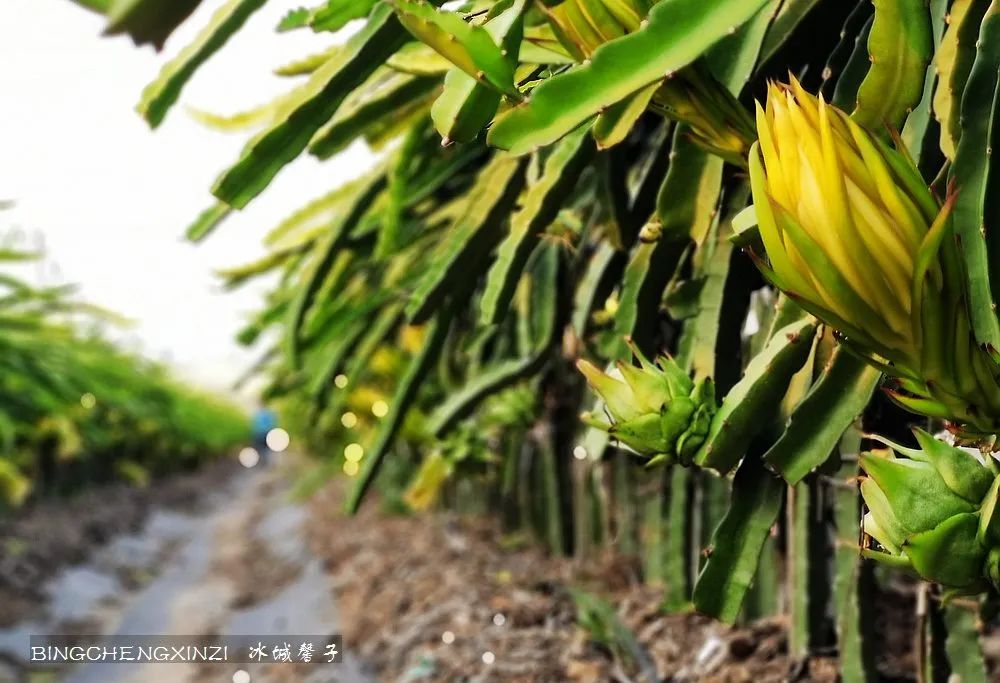 做把“村姑”，走进海南灯火灿烂的火龙果园