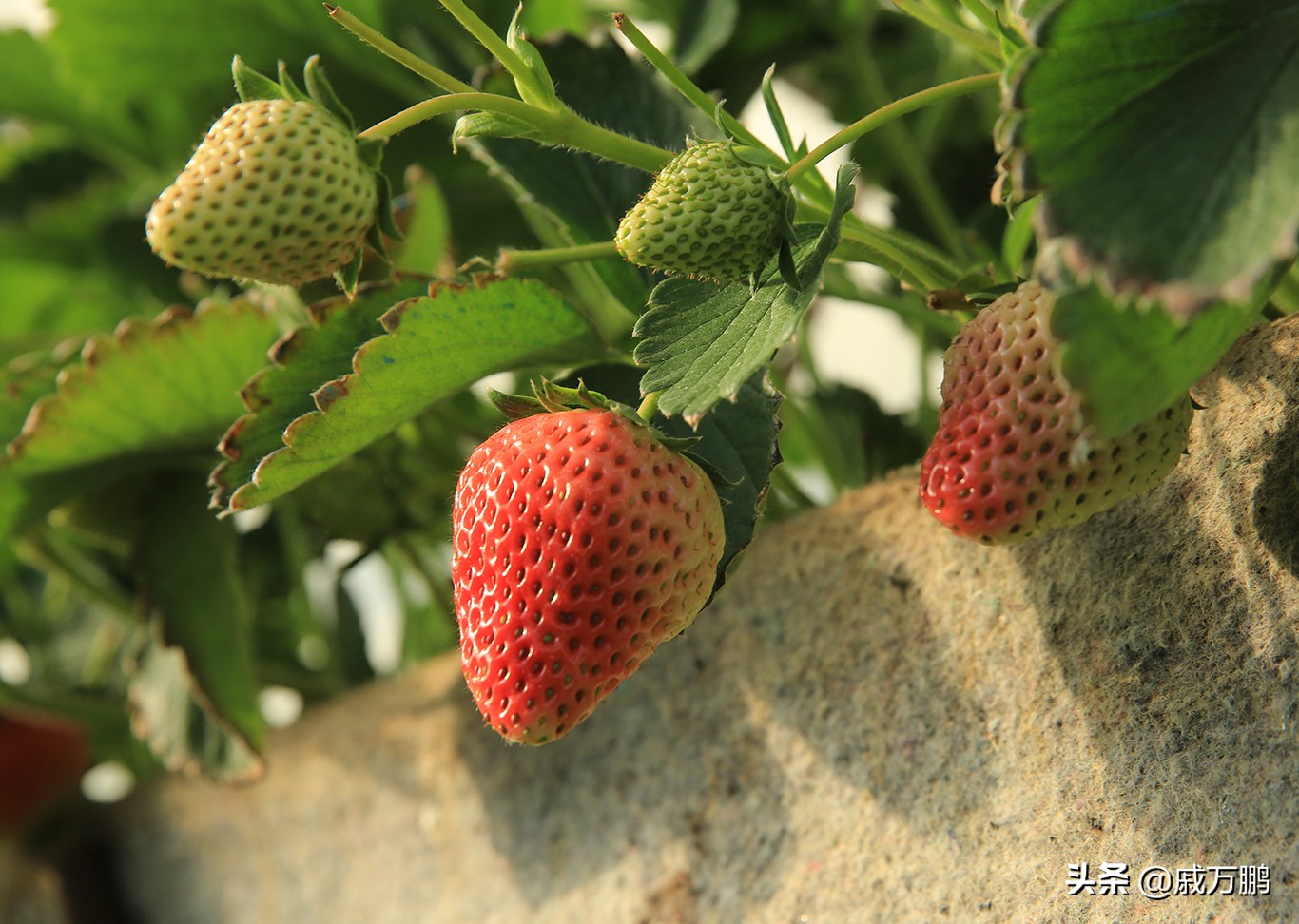 辽宁丹东东港草莓基地联系电话,辽宁丹东东港草莓种植基地