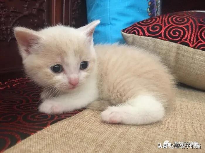 如何看出猫咪年龄有多大,如何判断猫咪的年龄