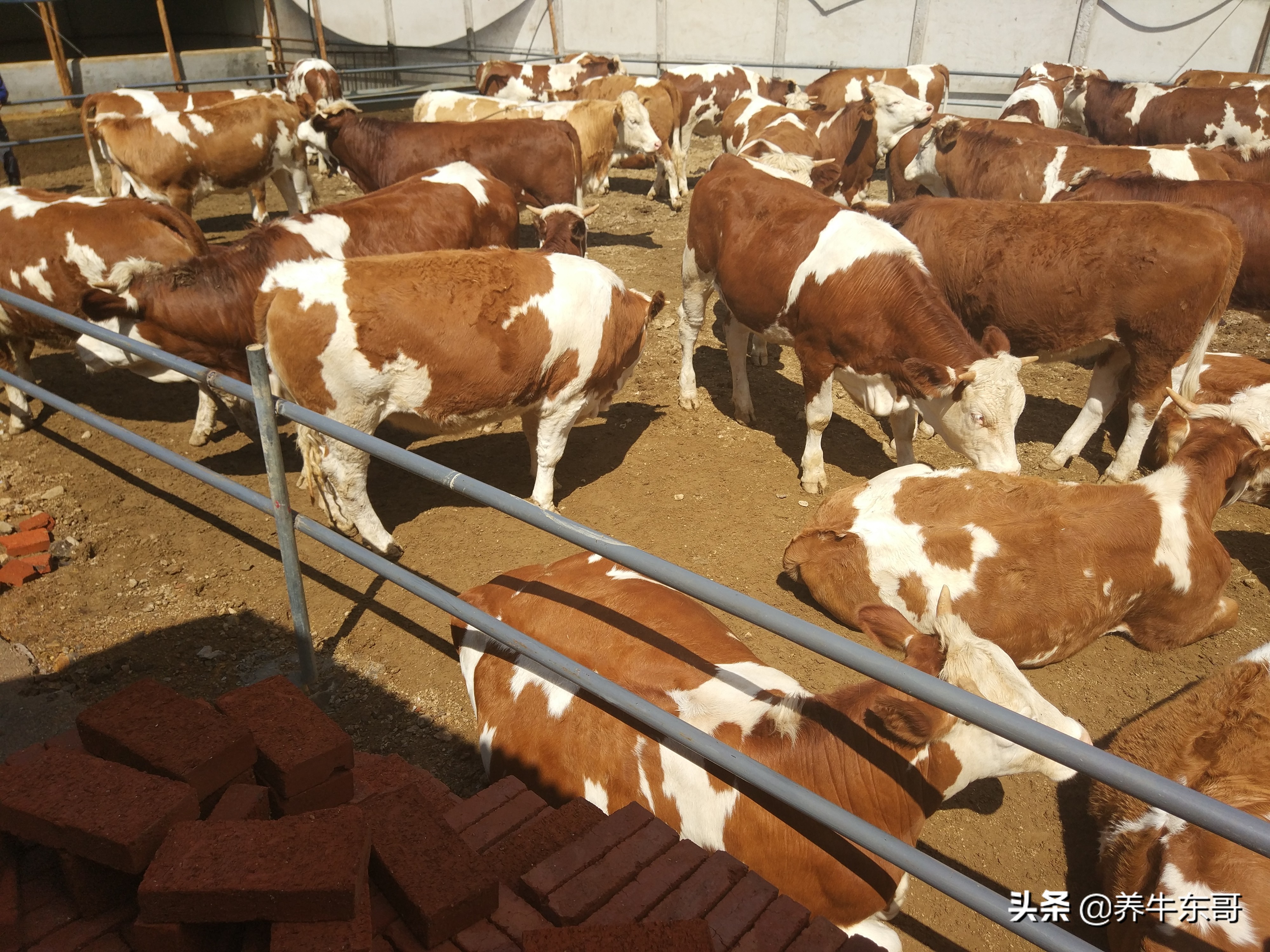 养牛场的管理,大型养牛场日常管理工作细节