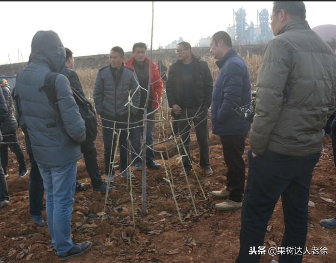 樱桃好吃树难栽下一句谚语是什么,樱桃好吃树难栽后一句是啥