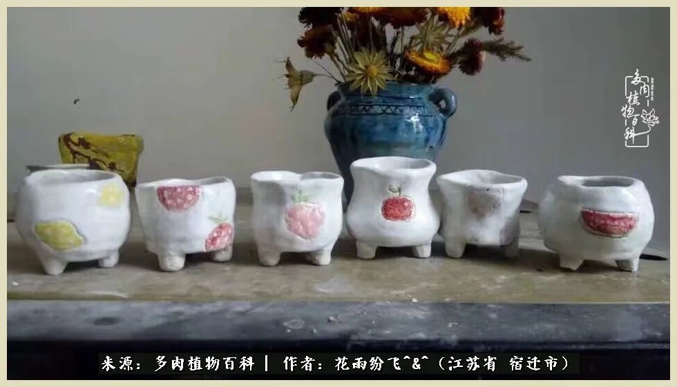 我家老臧：从反对到爱屋及乌的多肉守护人