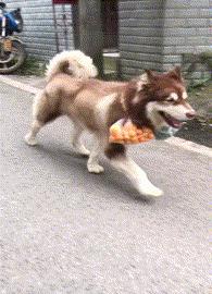 搞笑gif女人结婚前和结婚后的差别,新娘害羞蒙脸搞笑视频