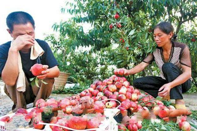 七月熟的油桃有哪些,四月份成熟的油桃好吃么