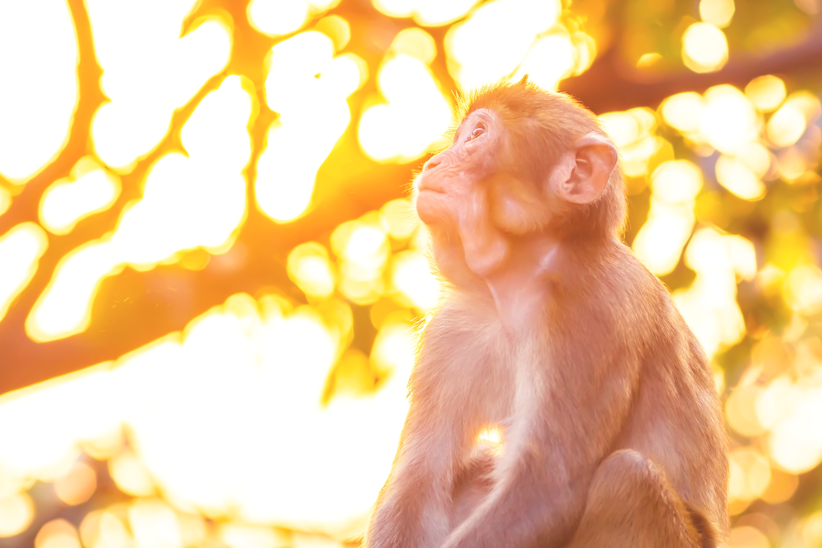 花果山景区的游玩攻略,情侣花果山旅游攻略