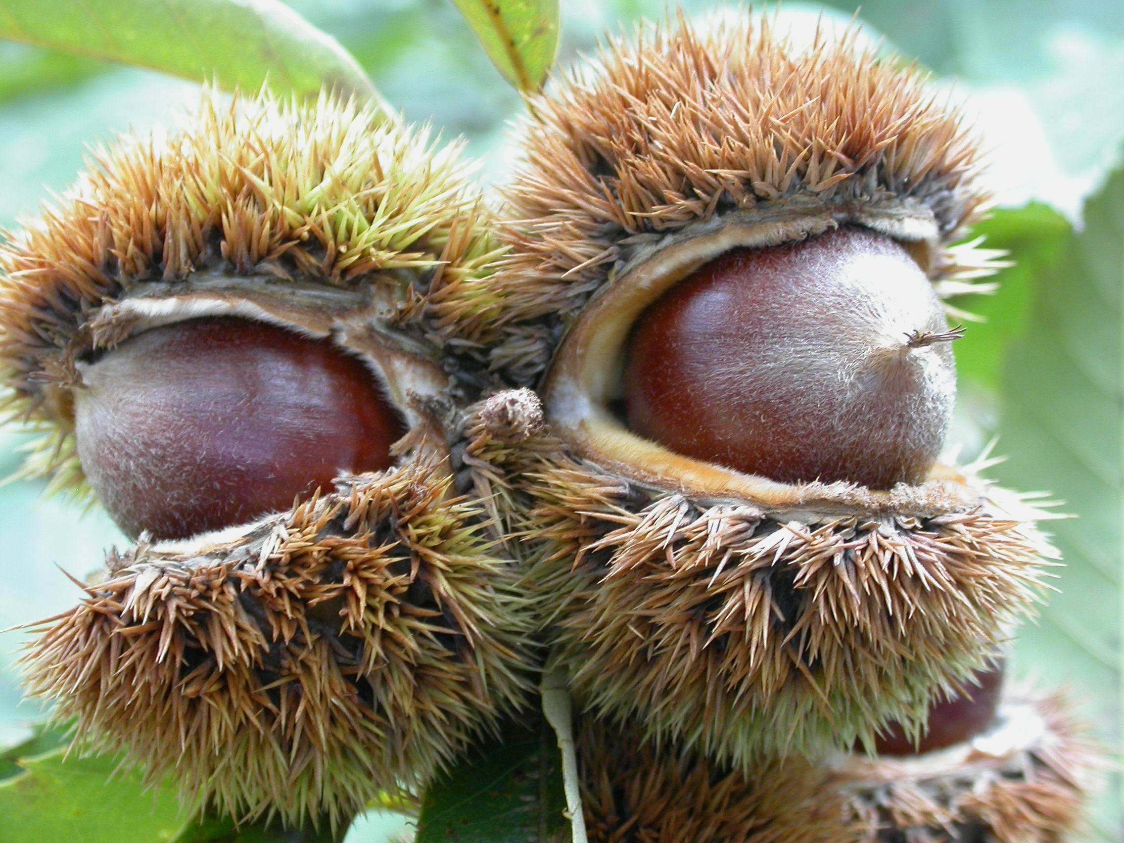 板栗桃蛀螟的防治,板栗如何防桃虫病