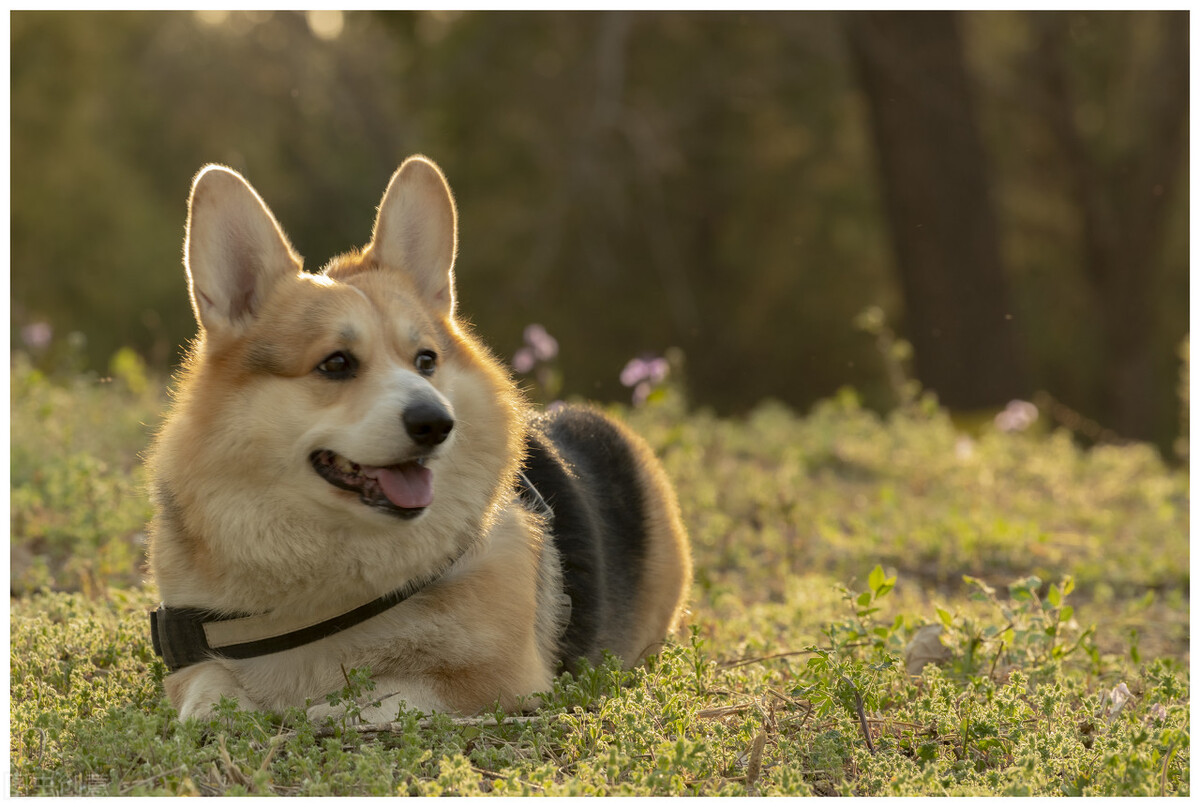 狗狗的饲养方法与技巧,合理饲养狗狗的十大准则