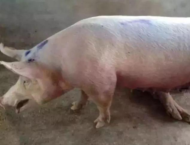 猪气喘是什么原因,猪气喘病的发病原因