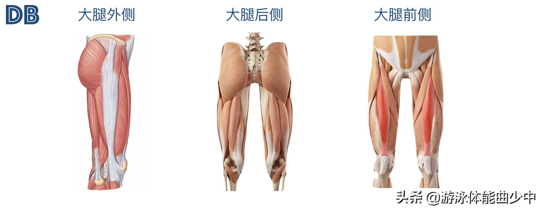 为什么游泳时要收紧核心?近端稳定造就远端的出色技术