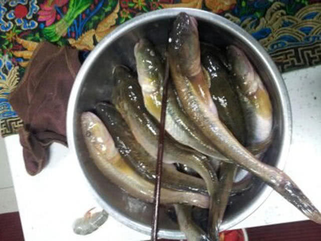 连云港海边垂钓沙光鱼“沙光一年一尺长，三年赶上老龙王”