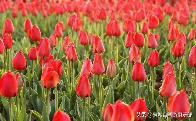 济南周边自驾1-2小时的好去处,2021济南出发五一自驾游推荐