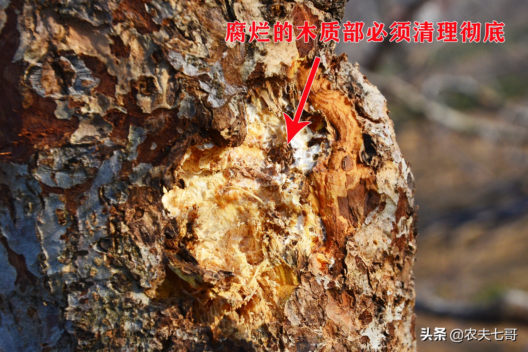 苹果树真菌病害,苹果树干木质部腐烂