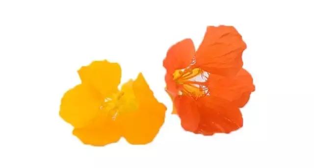 摆盘装饰花草叫什么名字,厨房摆盘装饰花草名称