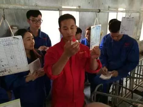 猪深部输精的技术路线及工艺流程,母猪深部输精间隔时间是多长时间