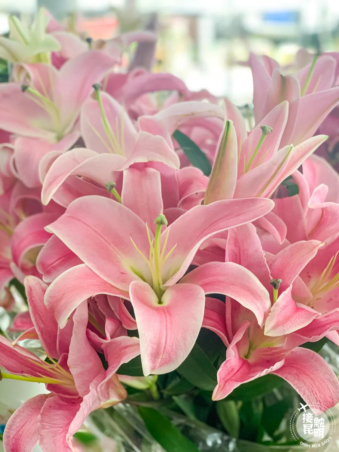 昆明鲜花进货渠道,昆明尚义花市