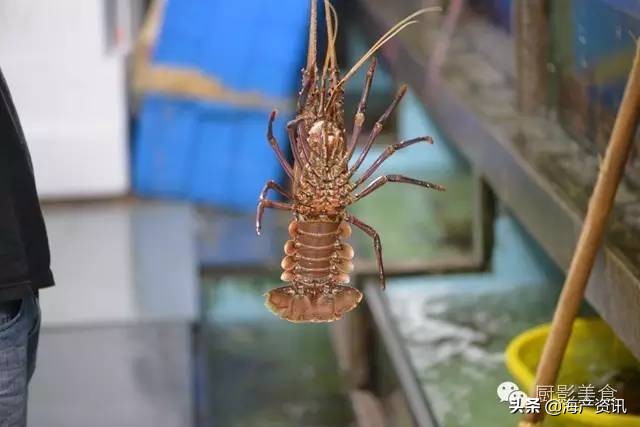 这些外形奇葩而味道超级赞的海鲜,广东十大硬核海鲜品种
