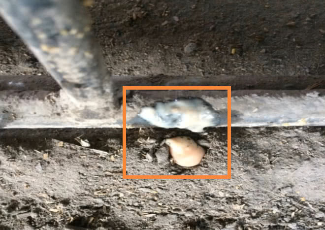 母猪子宫炎反反复复、久治不愈，到底什么原因，一定弄清这3点