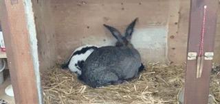 不是开玩笑，我把我家的兔子摸怀孕了...