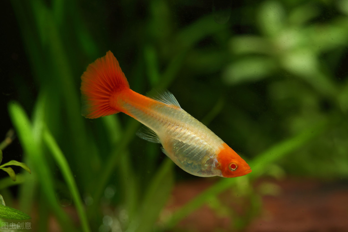 孔雀鱼小鱼单独养多久,孔雀鱼小鱼多久后可以和大鱼混养