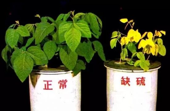 作物磷素过剩的危害,缺硫应施什么肥