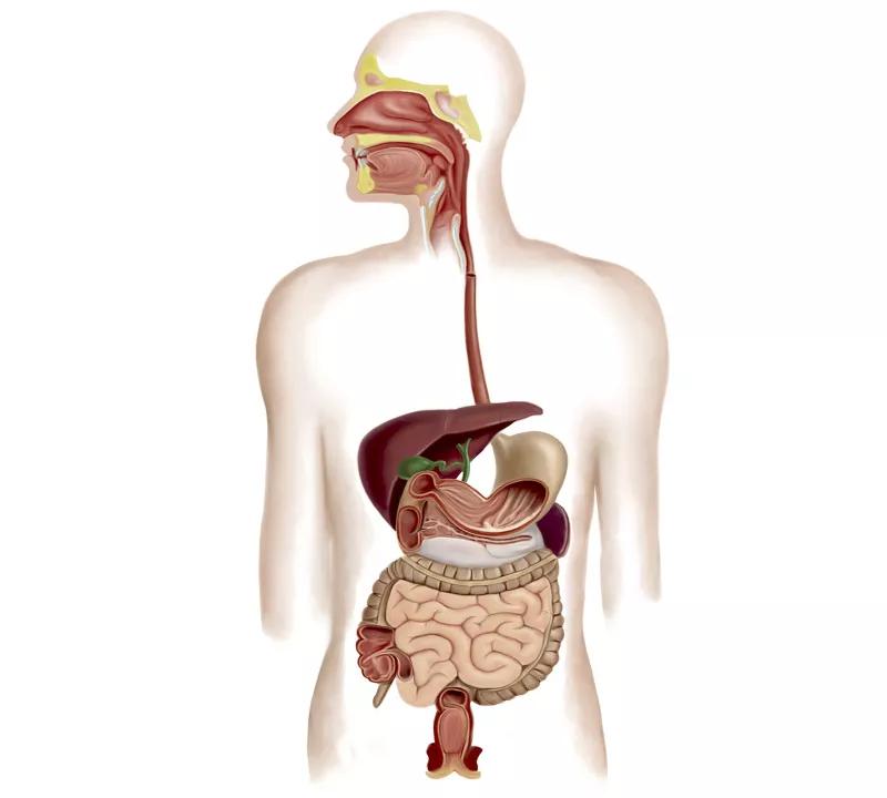 肠息肉和胃息肉手术需要多少钱,肠息肉和胃息肉切除后吃什么饭