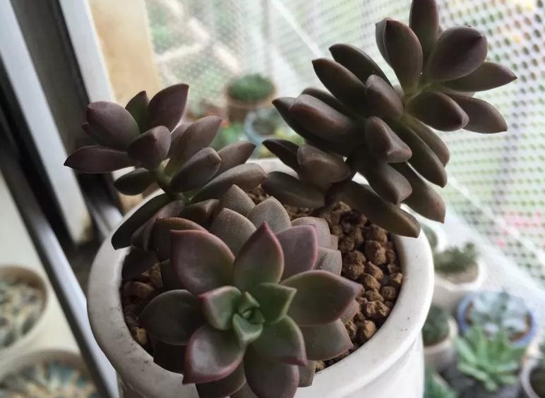 多肉芽点不爆侧芽怎样处理,多肉怎么爆侧芽不用药